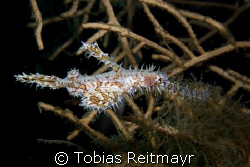 Ornate ghostpipe fish, from many shots finally one in foc... by Tobias Reitmayr 